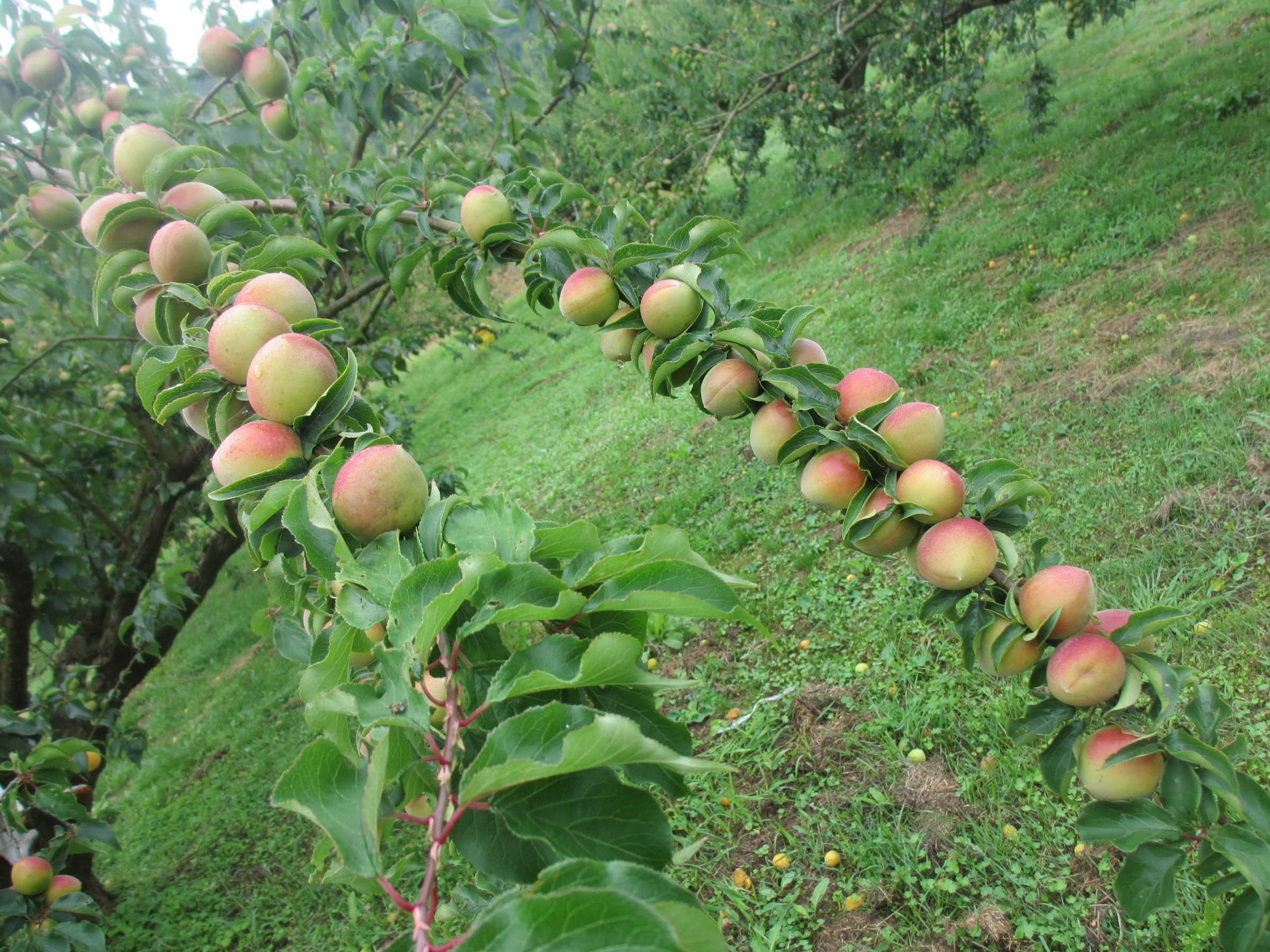 紅映（ﾍﾞﾆｻｼ）