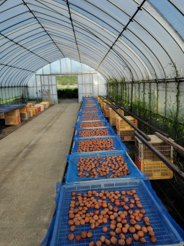 2025 梅の天日干し