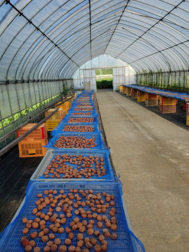 2025 梅の天日干し