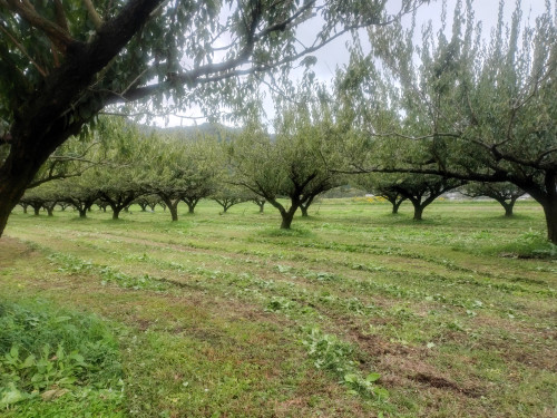 草刈中にトンビが集まる