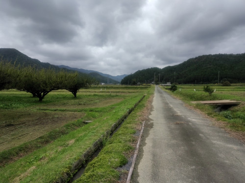 草刈中にサギが集まる