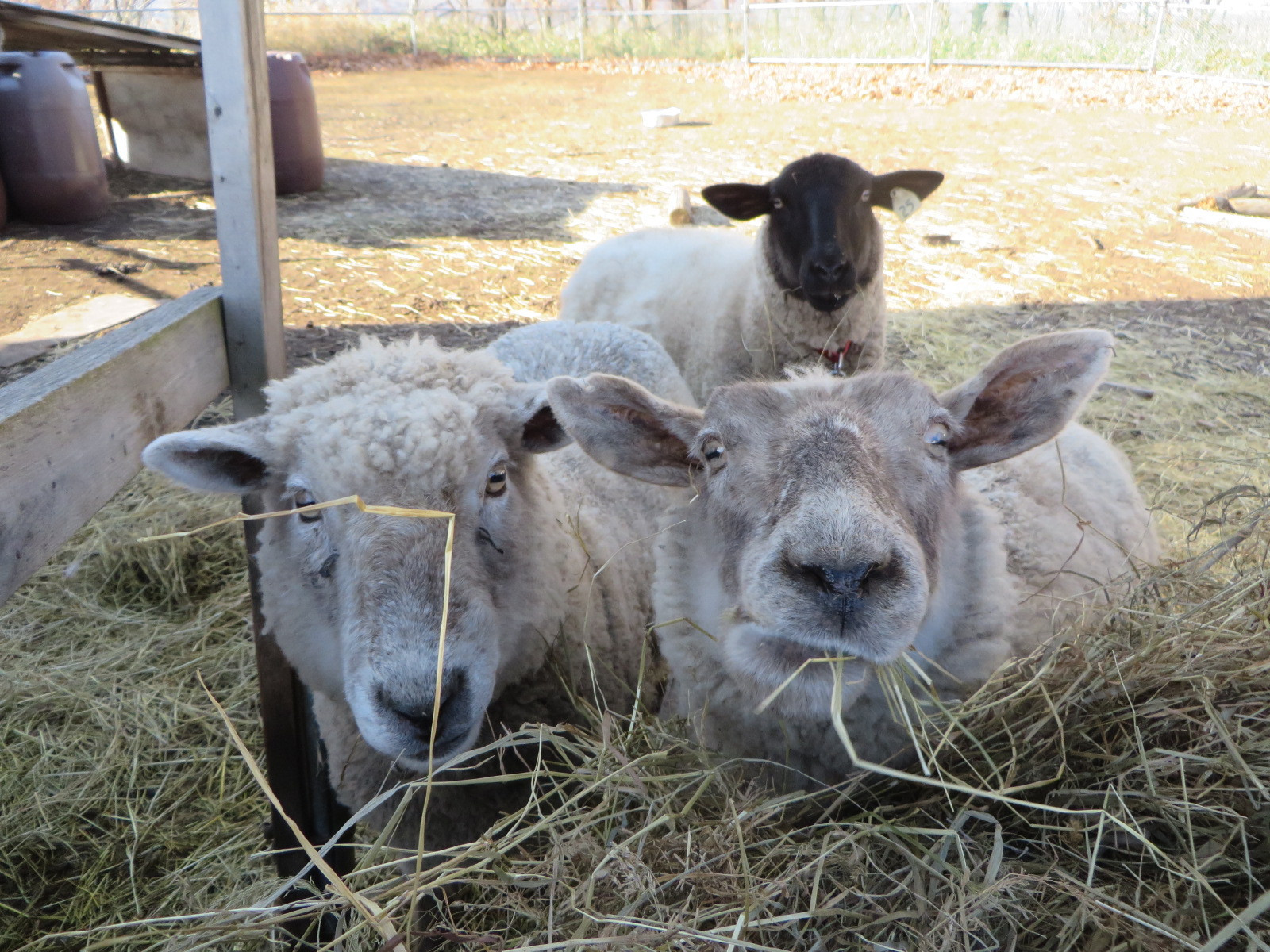 草刈り 精鋭部隊。刈り取った羊毛を使って小物作り体験実施中。
