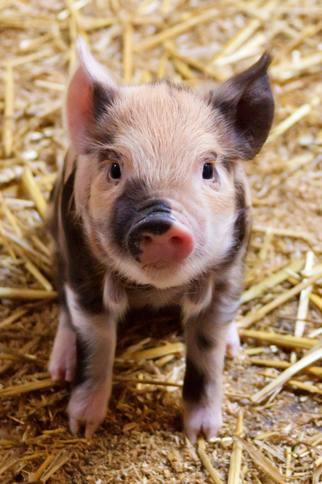 知って欲しい畜産動物の事 豚さん編 佐賀市大和町 アロマ香るリラクゼーションルーム Angel Heart エンジェルハート アロマ ホットストーン リンパドレナージュ ドッグマッサージ アニマルレイキ