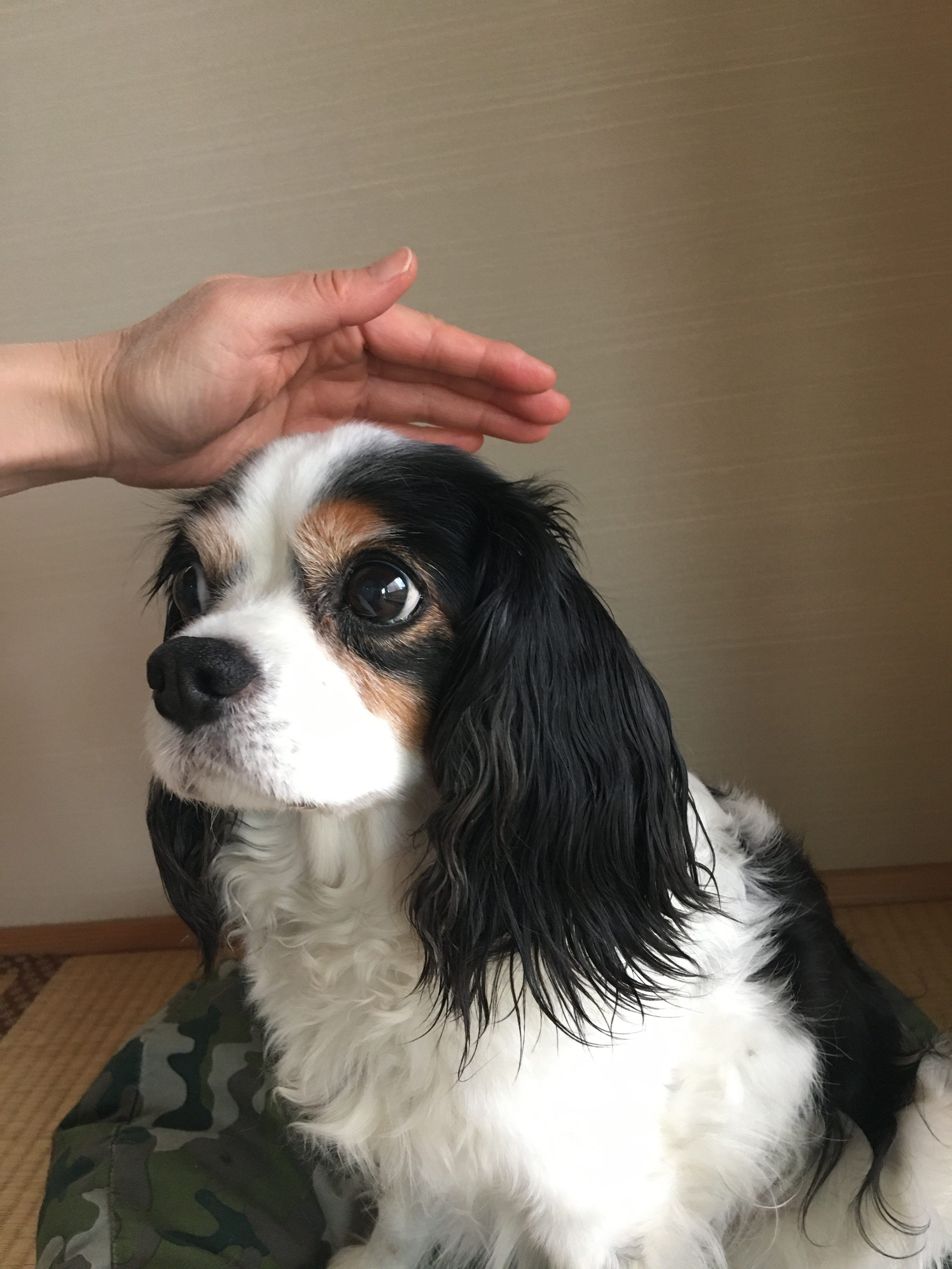 アニマル靈氣ヒーリング