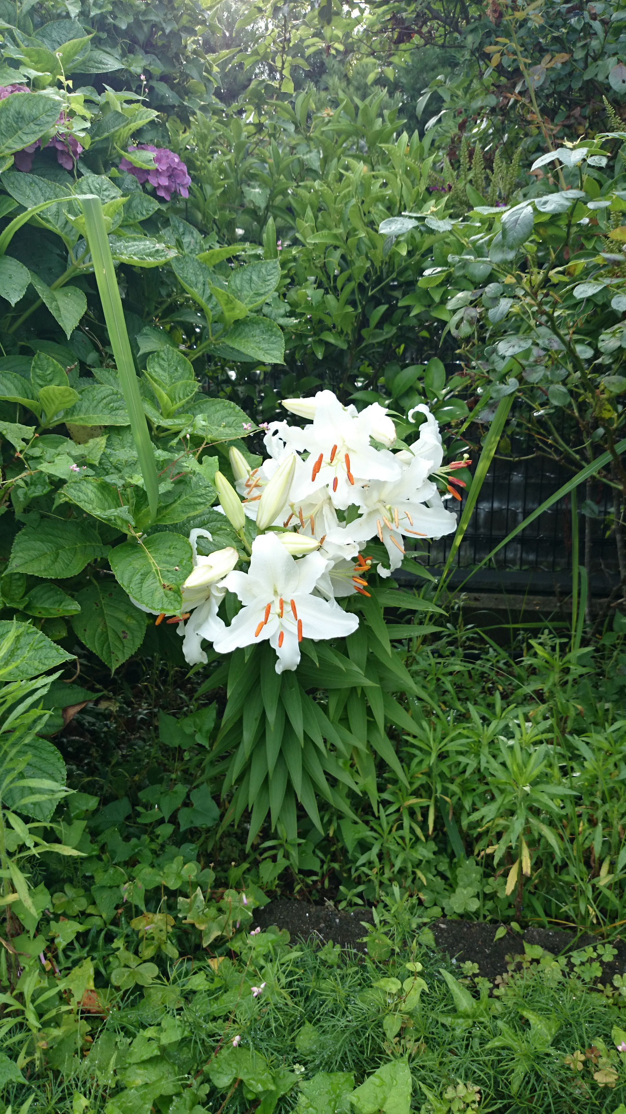 お花
