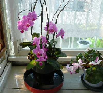 ６月９日胡蝶蘭ピンク.jpg