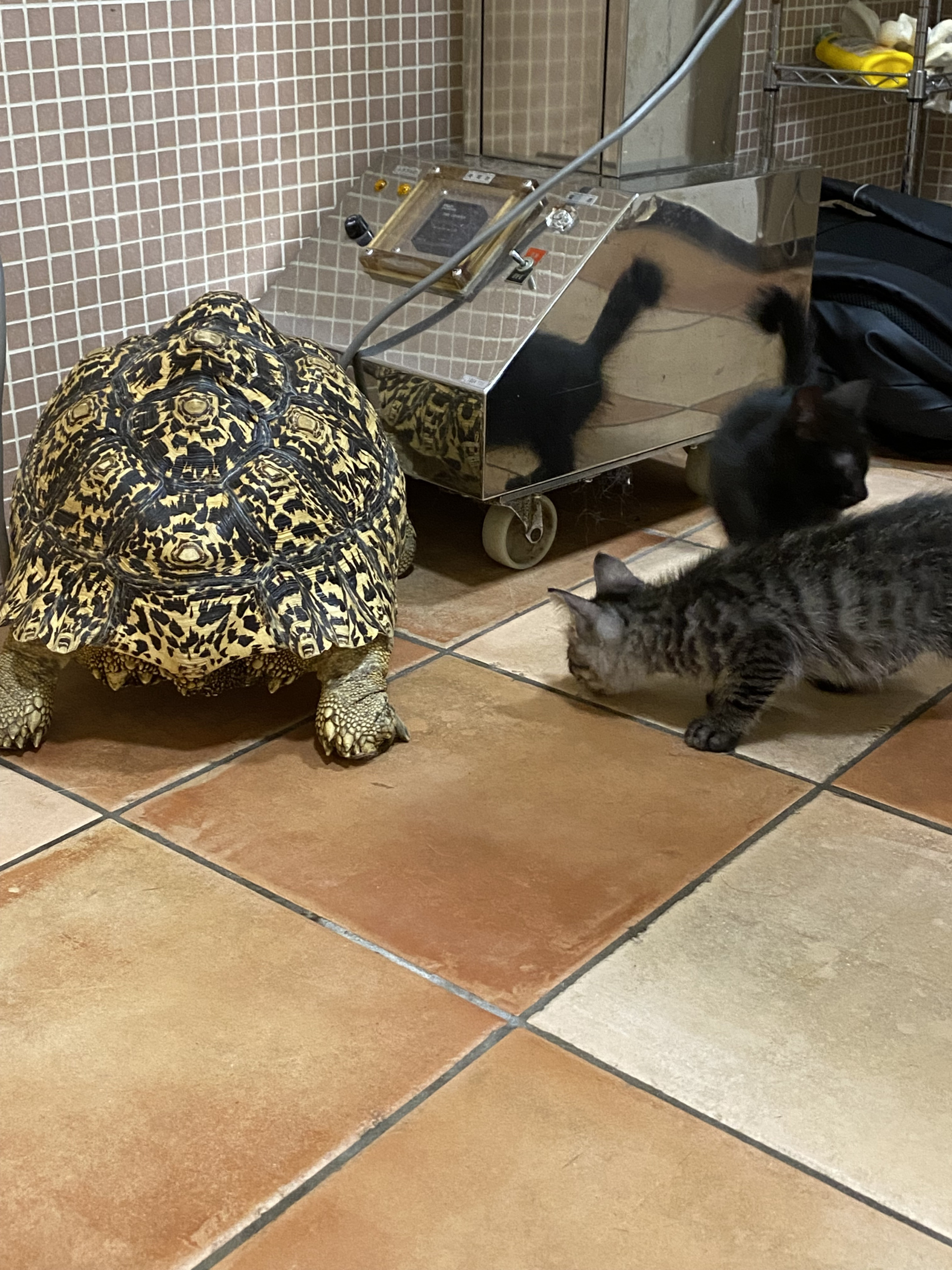 大きい陸亀さんもいます