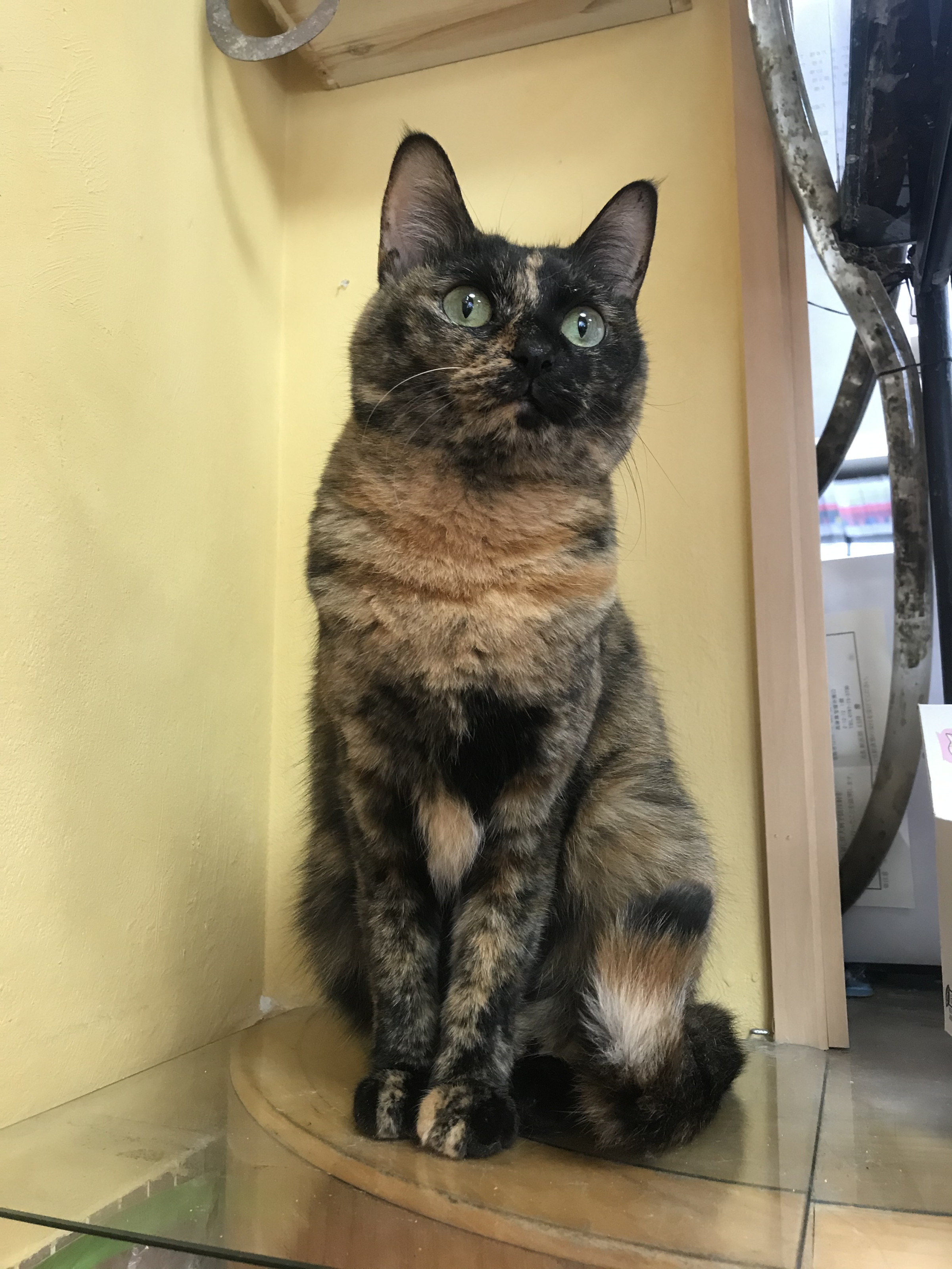 受付嬢(兼お邪魔虫ちゃん)のちっぴーちゃんです