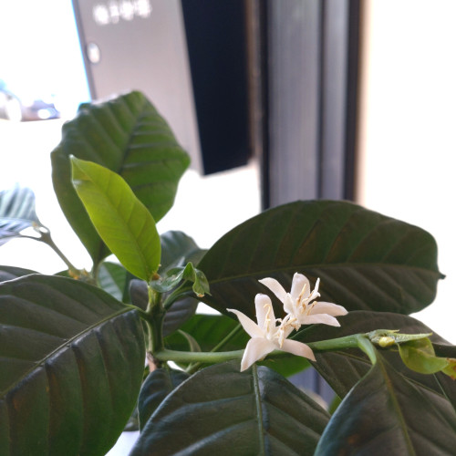 SNSコーヒーの花.JPG