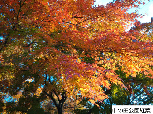 DSC_0266ｒ.jpg