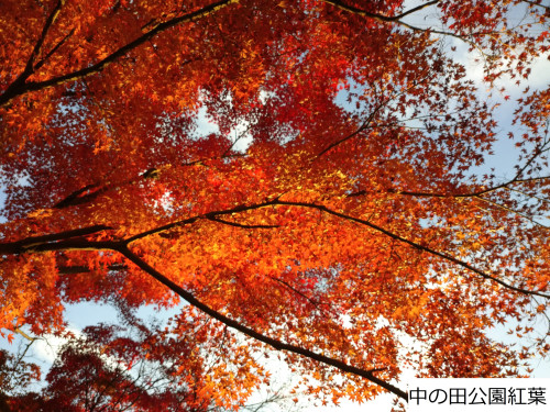 DSC_0268ｒ.jpg