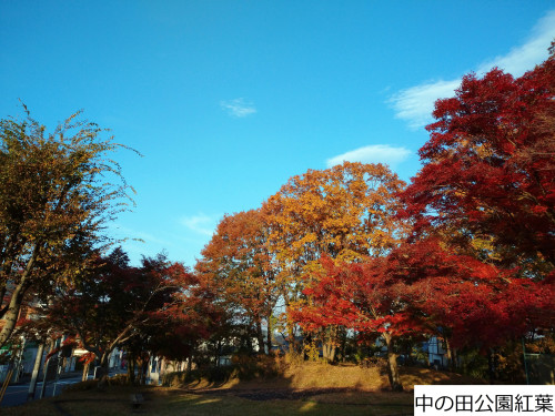 近隣の中の田公園の紅葉！綺麗です♪