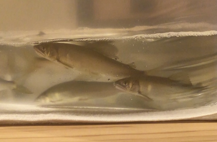 琵琶湖の天然鮎