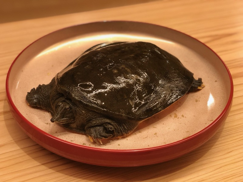 琵琶湖の天然鼈