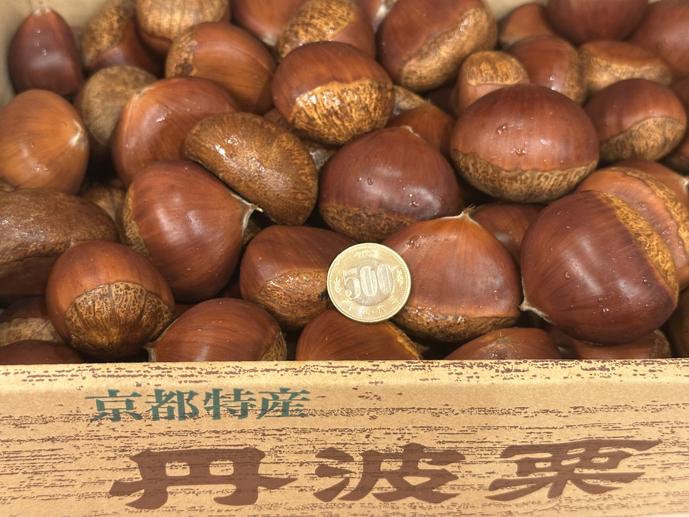 京都　丹波栗