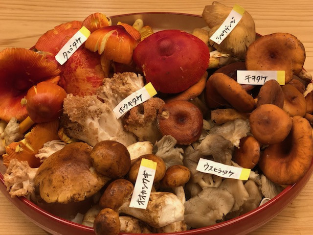 天然キノコ