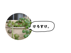 見出しを追加_20250513_112238_0000.png