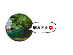 見出しを追加_20250513_112951_0000.png
