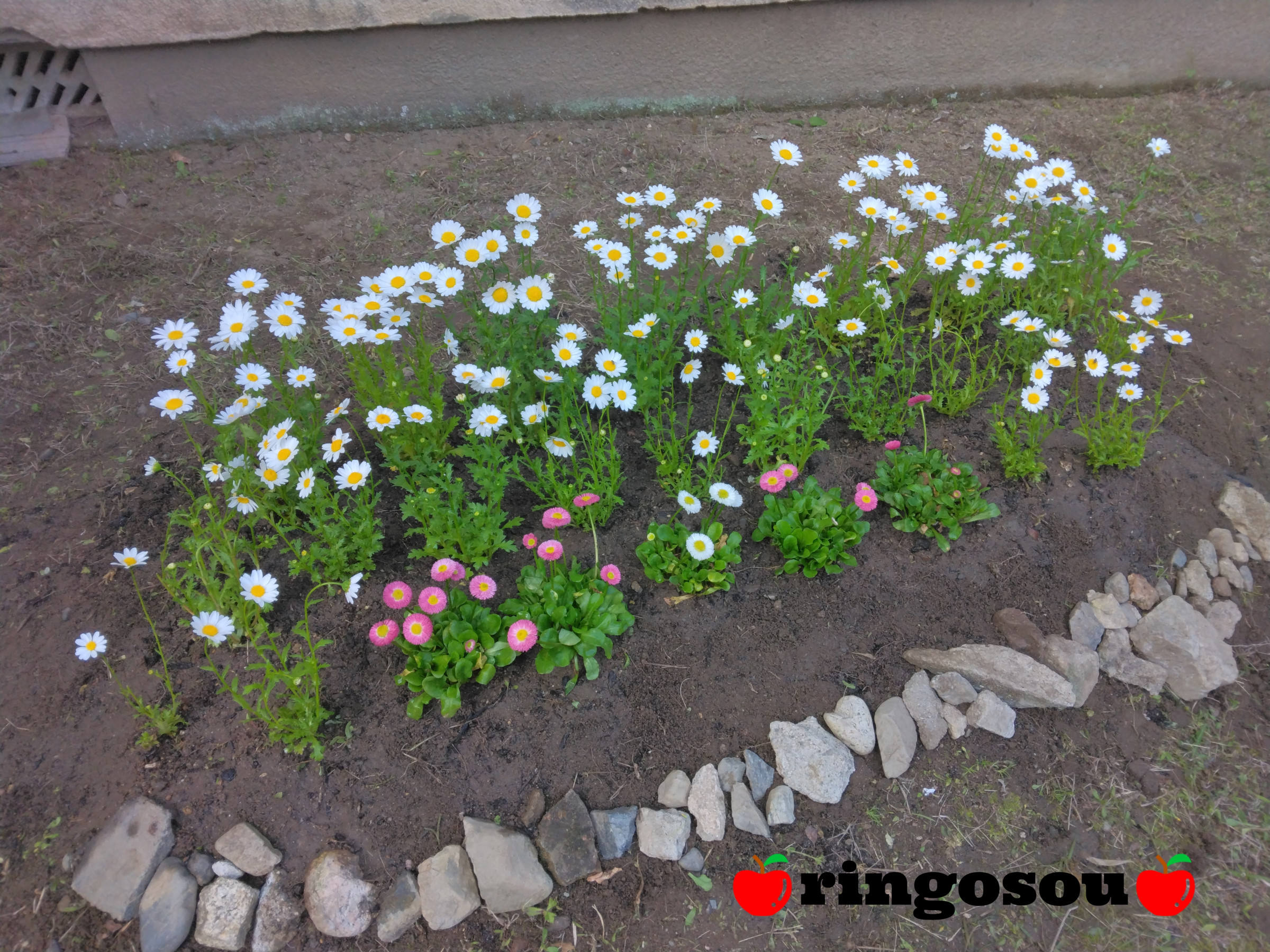 🍎今月の写真コーナー🍎