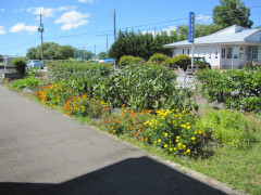 施設周辺の庭園エリア。黄色い花が咲く植栽と建物が見える