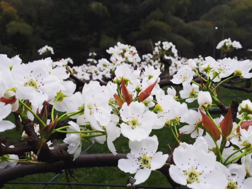 花満開