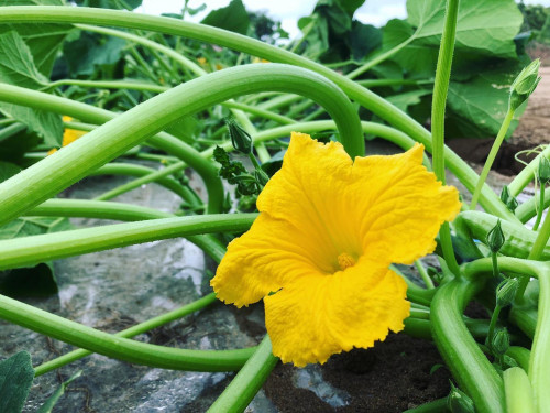 かぼちゃの花