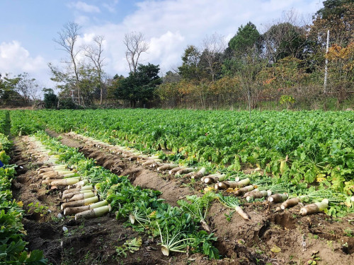 大根収穫