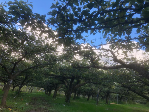 新興梨収穫終了しました🍐