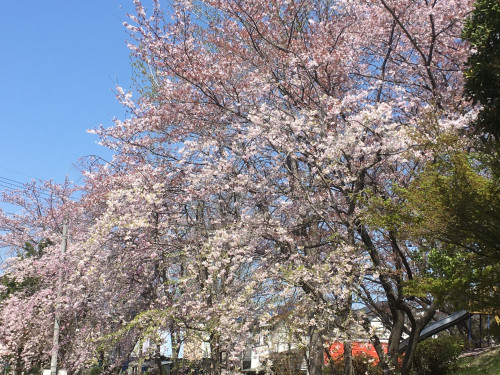 写真１桜（おやまの公園.jpg