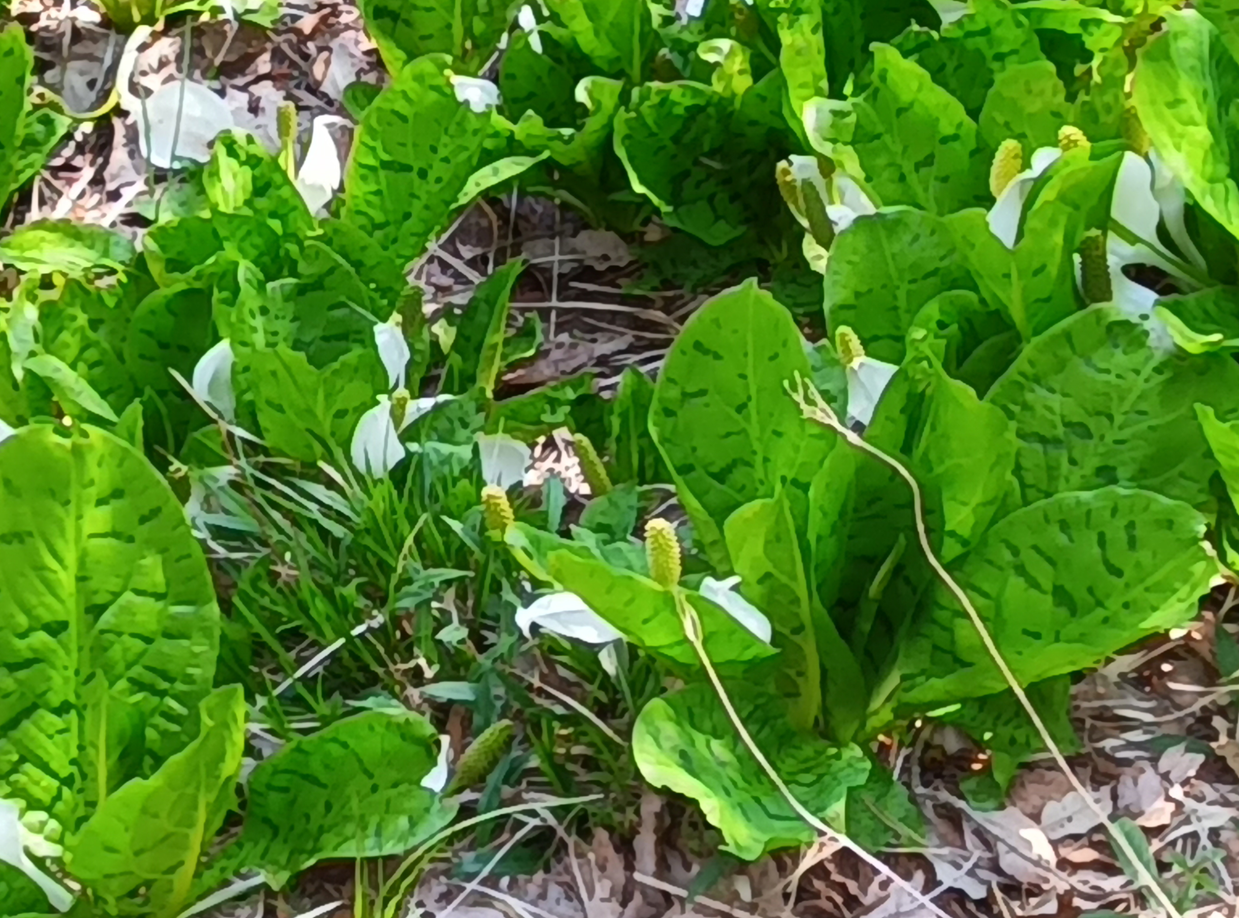 養父の水芭蕉