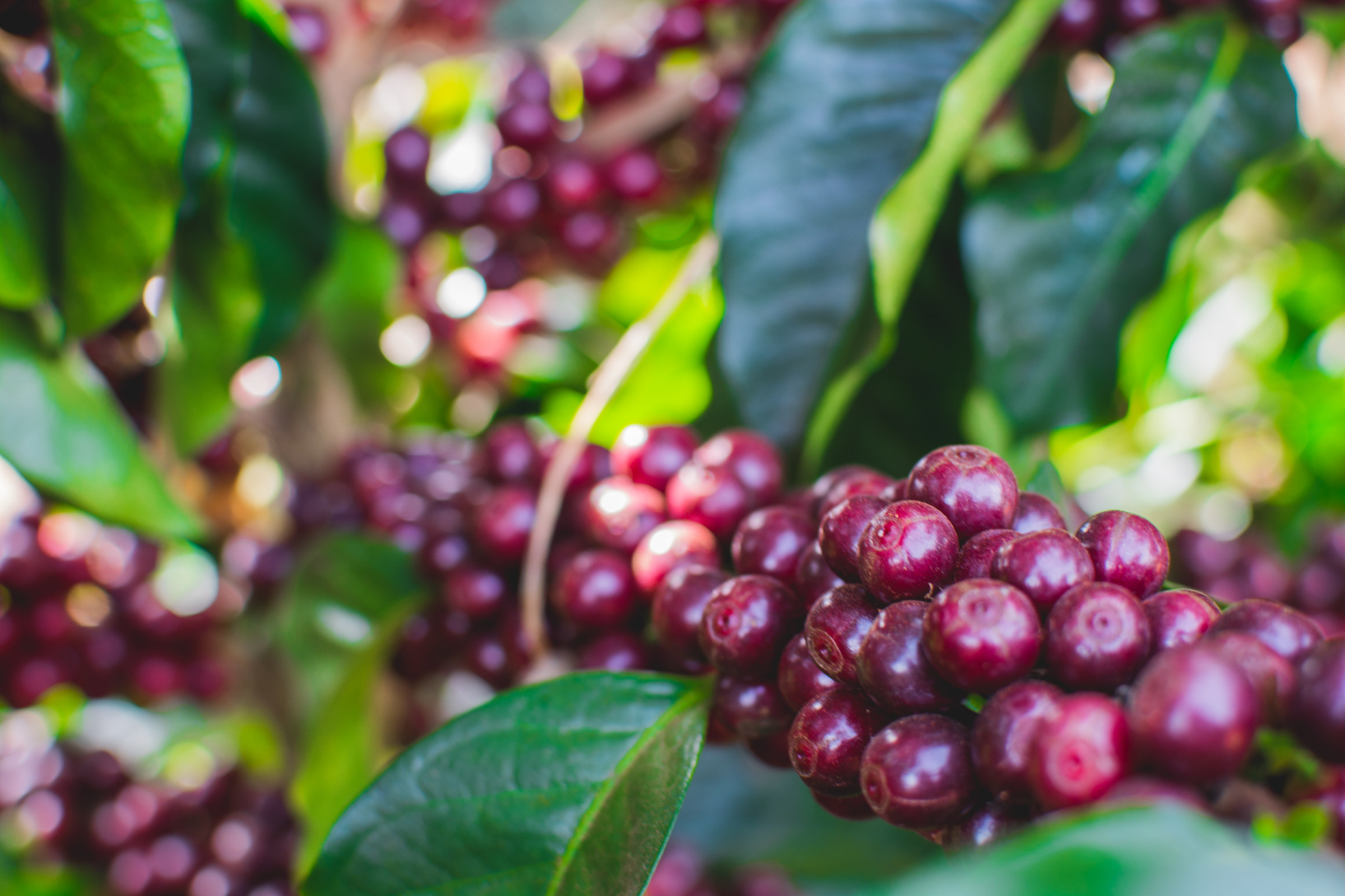 single origin coffee around the world