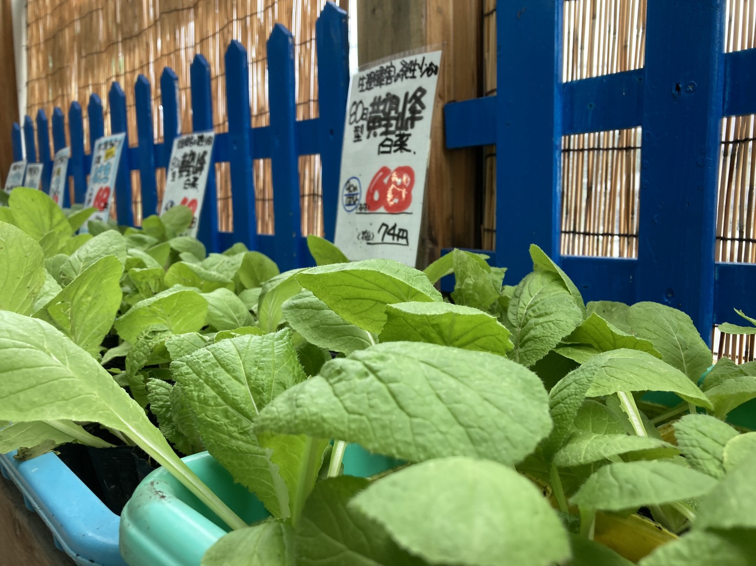 秋植え野菜苗入荷しました