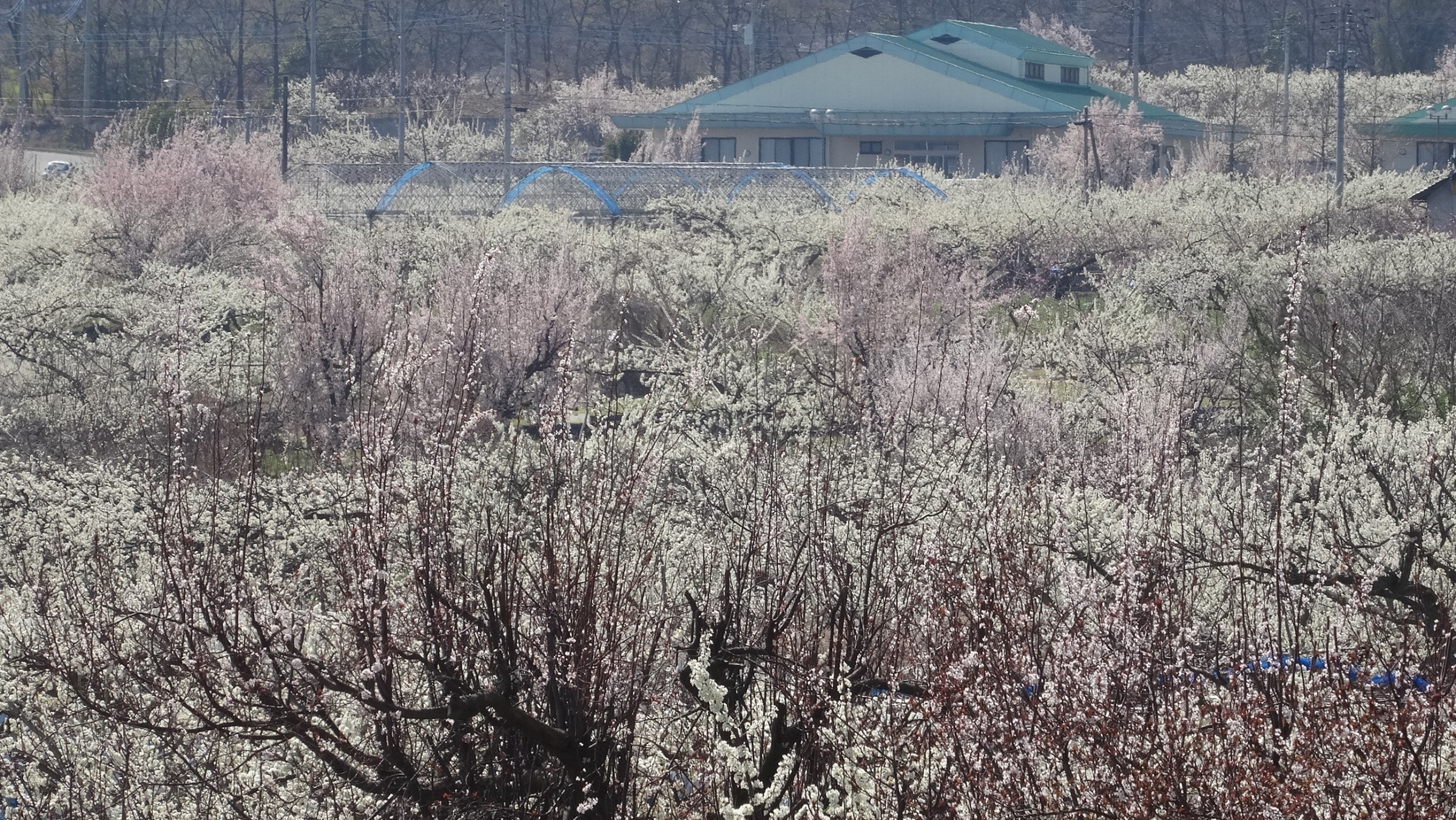 ３月下旬には落合地区はプラムの白い花一色になります