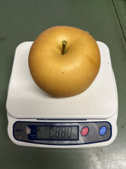 あきずき（梨）