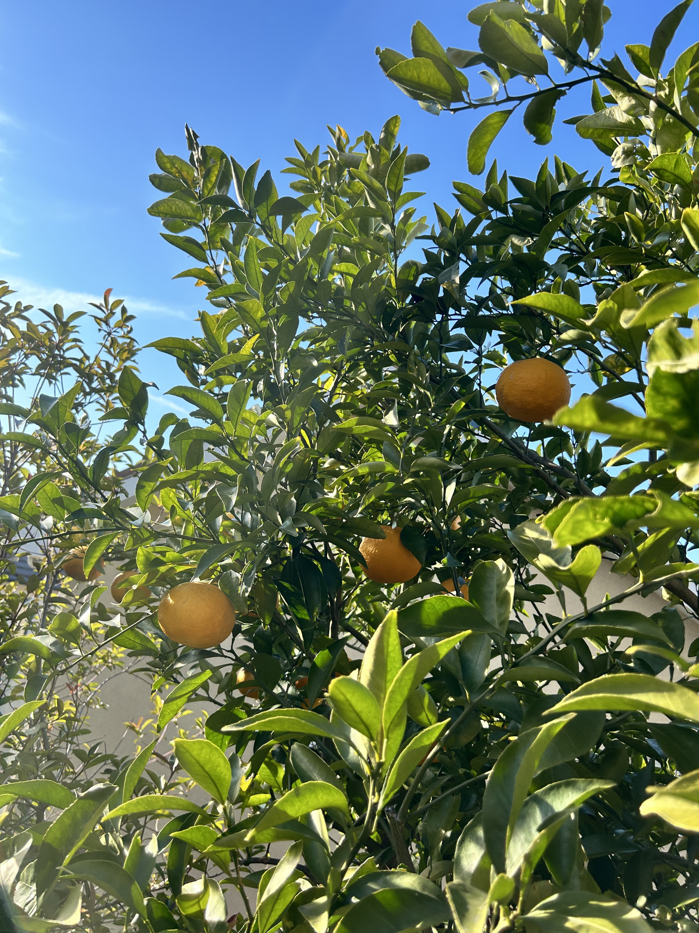 庭に甘夏や柿がなります♪