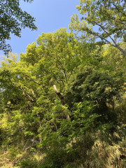IMG_5910.jpeg