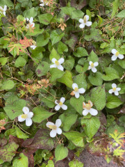 IMG_6049.jpeg