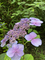 IMG_6131.jpeg