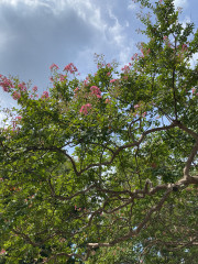IMG_6453.jpeg