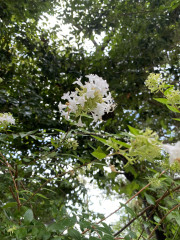 IMG_6516.jpeg