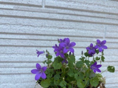 IMG_1549.jpeg