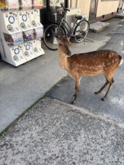 IMG_1583.jpeg