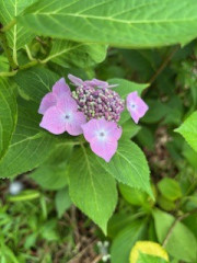 IMG_1594.jpeg