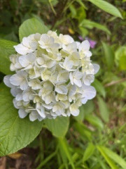 IMG_1603.jpeg