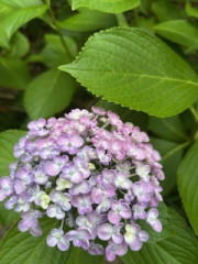 IMG_1604.jpeg