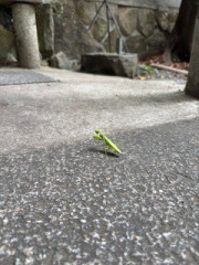 IMG_1682.jpeg
