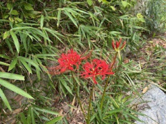 IMG_1689.jpeg