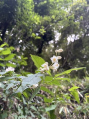 IMG_0269.jpeg