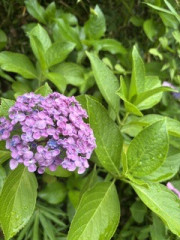 IMG_1892.jpeg