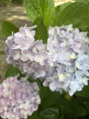 IMG_1893.jpeg